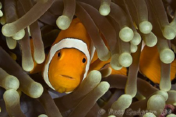 Have you seen my son?  Western Clownfish.  Wakatobi, SE S... by Ross Gudgeon 